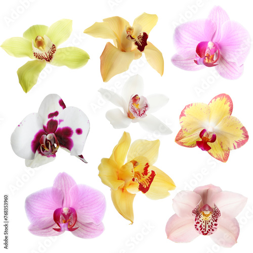 Different beautiful orchid flowers isolated on white  set