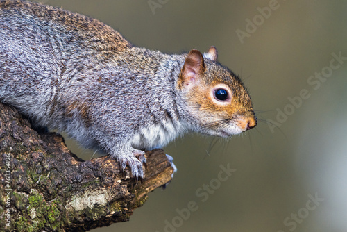 Grey Squirrel, Sciurus carolinensis in a forest at winter