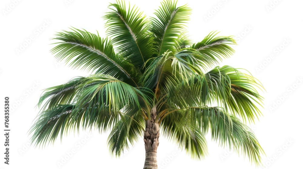 Tropical Paradise: Isolated Palm Tree on White Background Tropical Paradise: Isolated Palm Tree on White Background