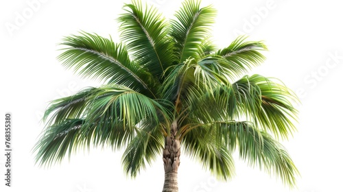 Tropical Paradise  Isolated Palm Tree on White Background