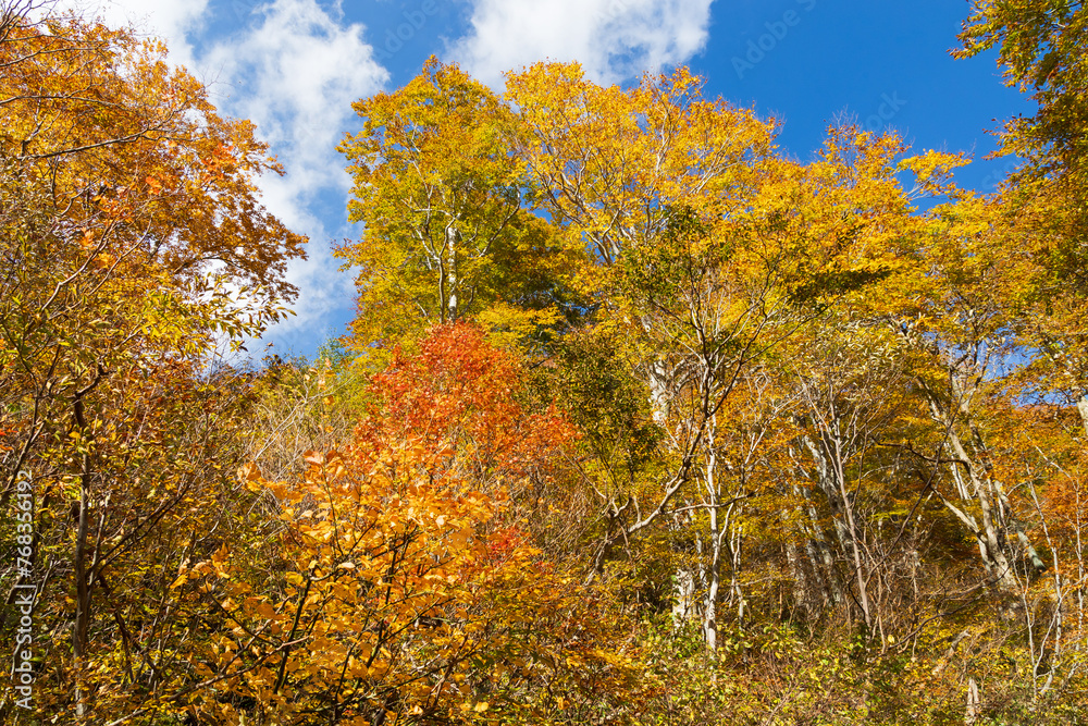 日本の風景・秋　紅葉の谷川岳　一ノ倉沢までのハイキングコース