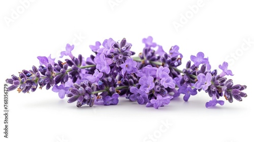 Lavender Blooms in Isolation  A Vibrant Display on a White Background