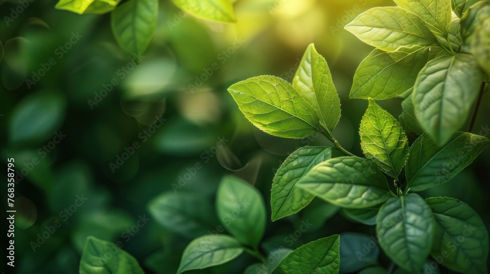 Fresh Green Leaves Texture - Natural Background for Design Fresh Green Leaves Texture - Natural Background for Design