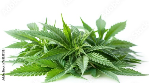 Growing Medical Marijuana  Isolated Green Cannabis Leaves on White Background