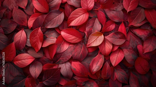 Autumn Leaves in Dark Red Hue: Top View Background for Fall Color Concept