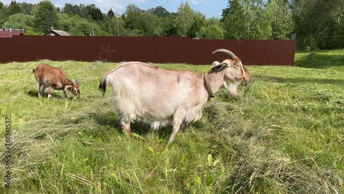 Domestic farm Goat on the paddock grazing over fresh green fields near the village