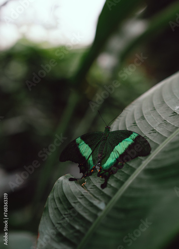 Emerald Swallowtail butterfly at the conservatory