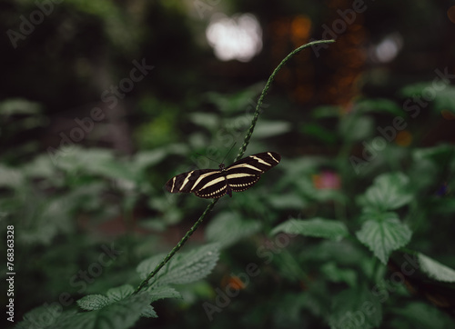 Zebra Longwing butterfly at the conservatory