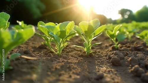 Bean crops planted in soil get ripe under sun. Cultivated land close up with sprout.