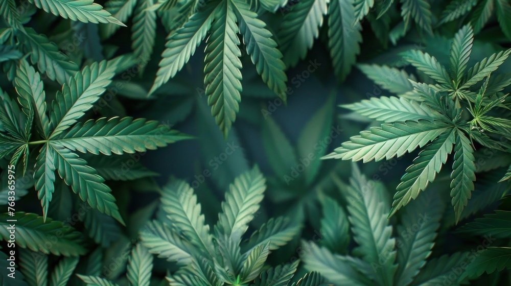 Blank Marijuana Frame with Copy Space in Leafy Surroundings Blank Marijuana Frame with Copy Space in Leafy Surroundings