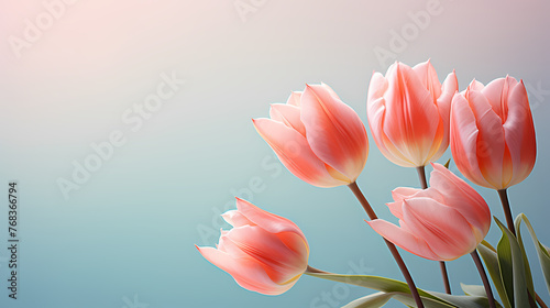 Tulip flowers in pastel colors