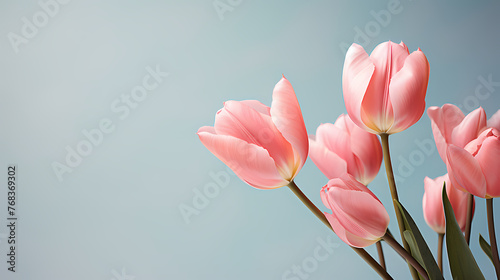 Tulips with copy space, spring flowers © jiejie