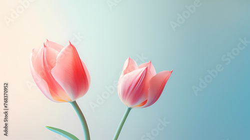 Tulips with copy space  spring flowers