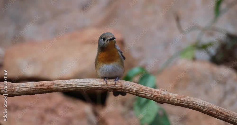 Seen looking round while perched on a vine as it stretches its left and right wings while looking straight to the camera, Indochinese Blue Flycatcher Cyornis sumatrensis, female, Thailand Seen looking round while perched on a vine as it stretches its left and right wings while looking straight to the camera, Indochinese Blue Flycatcher Cyornis sumatrensis, female, Thailand