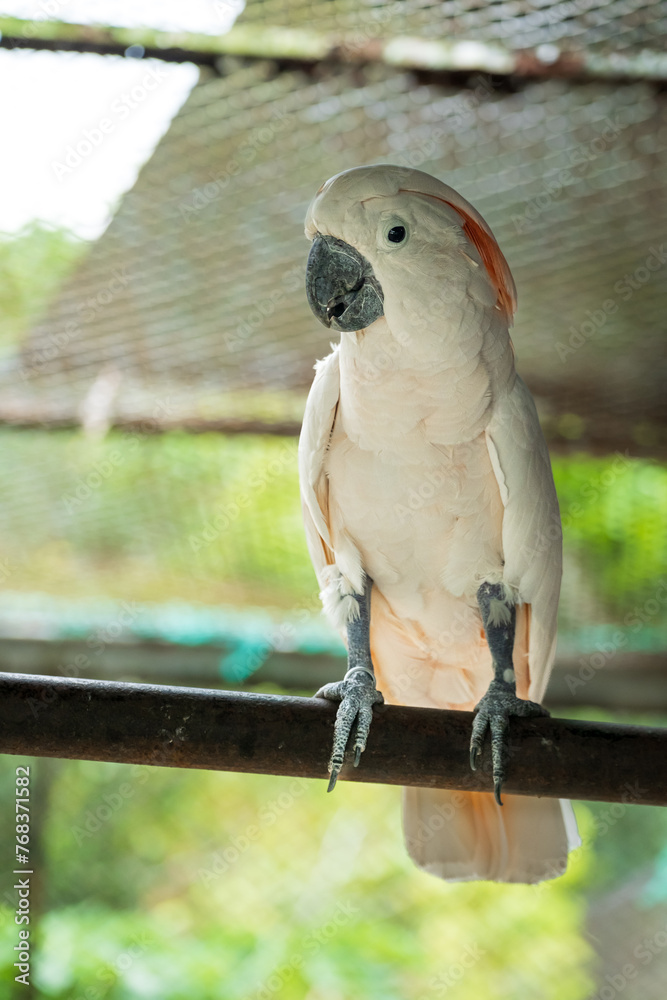 Majestic Salmon-Crested Cockatoo Perching in Aviary,A close-up of a Salmon-Crested Cockatoo with a curvy beak and fluffy feathers, perched on a metal bar in a sunny aviary setting. Majestic Salmon-Crested Cockatoo Perching in Aviary,A close-up of a Salmon-Crested Cockatoo with a curvy beak and fluffy feathers, perched on a metal bar in a sunny aviary setting.