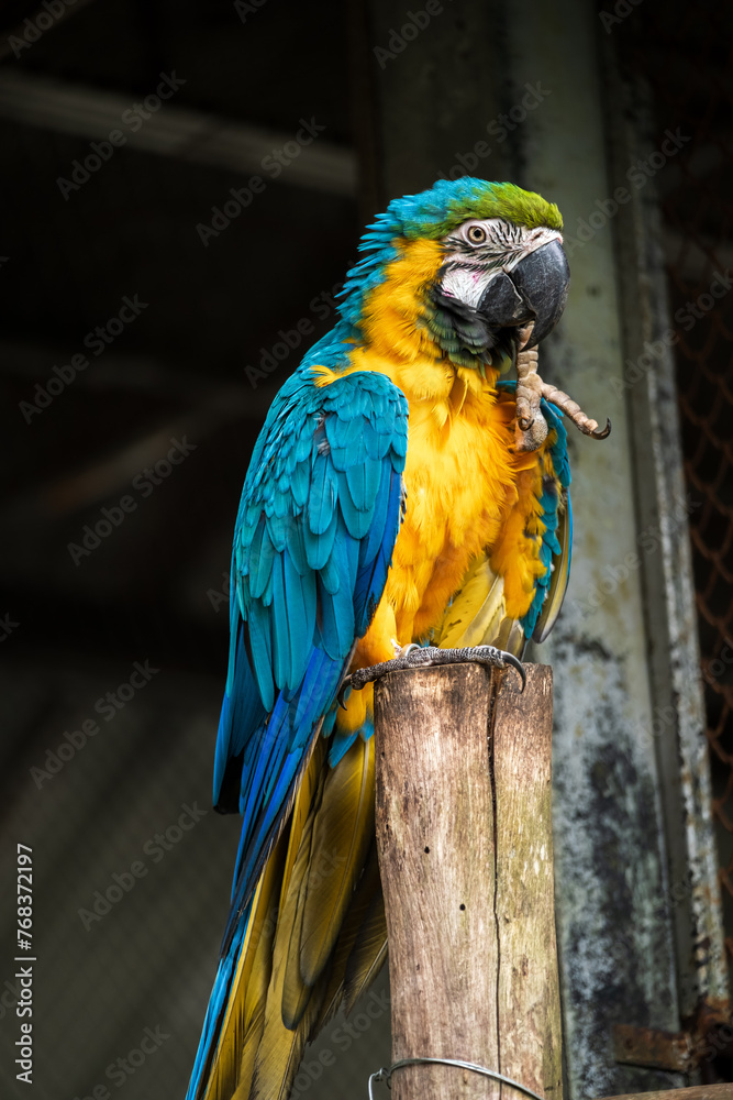 African Grey Parrot Perching on a Wooden Stand, A close-up image of an African Grey Parrot with a blurred background, highlighting the bird's intricate feather patterns and intelligent gaze. African Grey Parrot Perching on a Wooden Stand, A close-up image of an African Grey Parrot with a blurred background, highlighting the bird's intricate feather patterns and intelligent gaze.