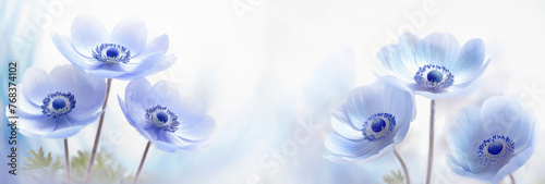 Panel kuchenny z motywem Tapeta niebieskie kwiaty. Wiosenne zawilce. Białe tło kwiatowe. Puste miejsce