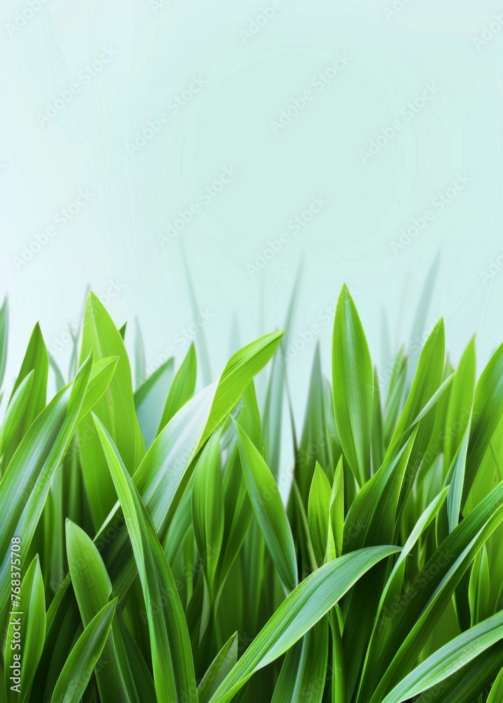 Spring background with green leaves and grass, nature concept Spring background with green leaves and grass, nature concept