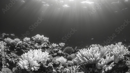 A black and white image of a coral reef provides a stark contrast with the bleached sections standing out against the stillvibrant corals.