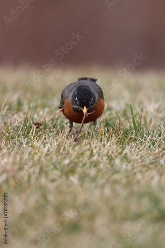 An American robin eating an earthworm