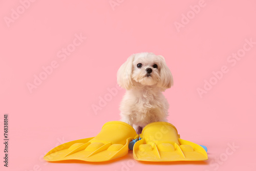 Cute Bolognese dog sitting with flippers on blue background