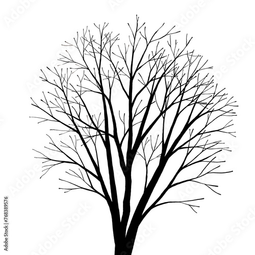 Tableau sur toile silhouette image of leafless birch tree isolated on white background