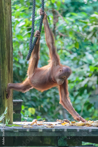 orangutans or pongo pygmaeus is the only asian great found on the island of Borneo and Sumatra photo