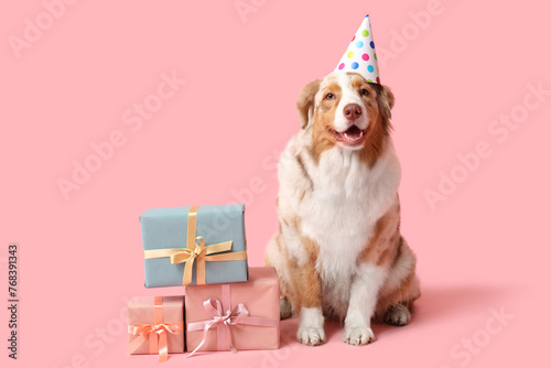 Cute Australian Shepherd dog in party hat with gift boxes celebrating Birthday on pink background