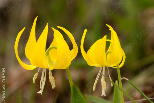 Glacier Lilies in the Columbia River Gorge, Oregon, Taken in Spring photo