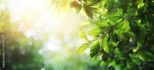 Spring background with green leaves and blurred nature background