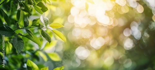 Spring background with green leaves and blurred nature background