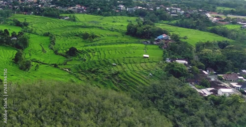 aerial video of very large swaths of rice fields aerial video of very large swaths of rice fields