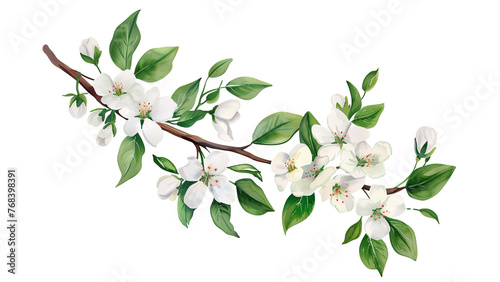 Watercolor Botanical Illustration: Spring white gentle flowers and green leaves on tree branch. Isolated on transparent background. Greeting or wedding card decoration.