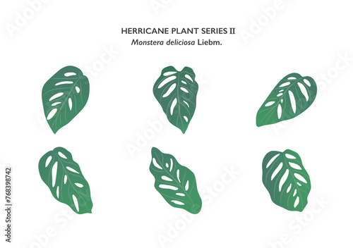 Monstera leaves ornament isolated on white background series2 photo