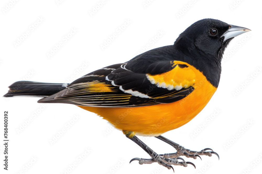 Obraz premium Vibrant Baltimore Oriole Bird in Profile on White Background