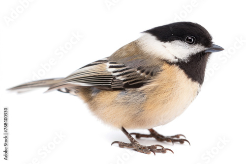 Adorable Black-capped Chickadee Standing Side View on White Background