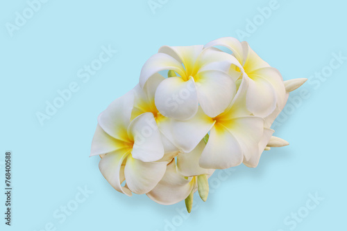 White Plumeria flower with shadow isolated on blue background.