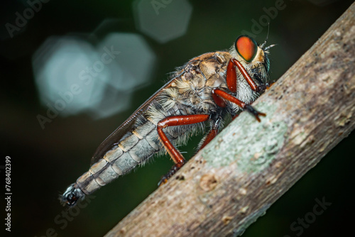 A robber fly on branch and dark background, Red eyes, Nature background, Big eye insect, Thailand.