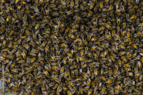 Honeybees swarm shown in Pasadena, California, United States.
