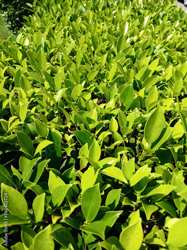 Bush of small leaves grows on the tree, Green leaf of garden plant