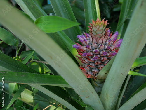 Pineapple blossom with green leaves in background, The purple petals of the flower spring on the fruit