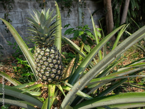 Young pineapple fruit on tree plant with natural green background, Tasty tropical fruit on the farmland
