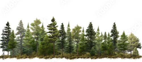 Shot featuring a close-up view of a series of trees lined up against a white background