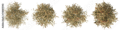 Top view tilia platyphyllos tree isolated on transparent background 3d PNG