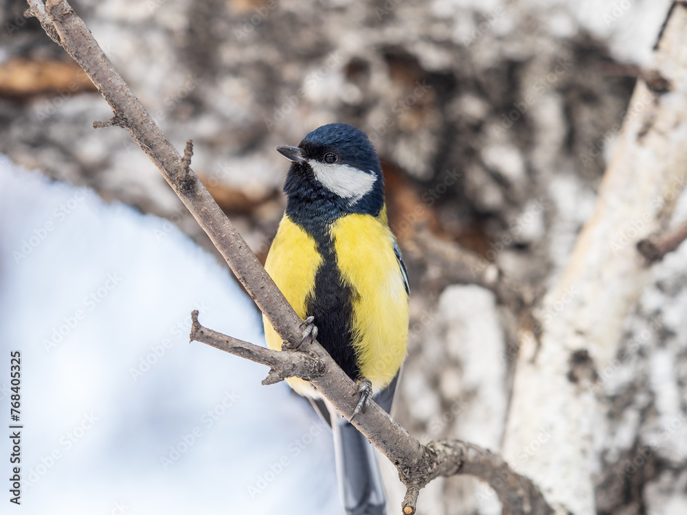 Naklejka premium Cute bird Great tit, songbird sitting on the branch with blurred background