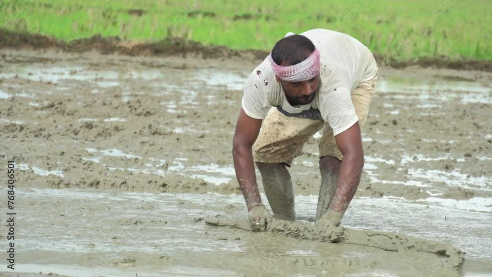 An Indian male farmer doing agricultural activities in the plowed farm. An Indian male farmer doing agricultural activities in the plowed farm.