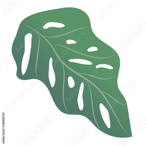 Monstera leaves isolated on transparency background ep21 photo
