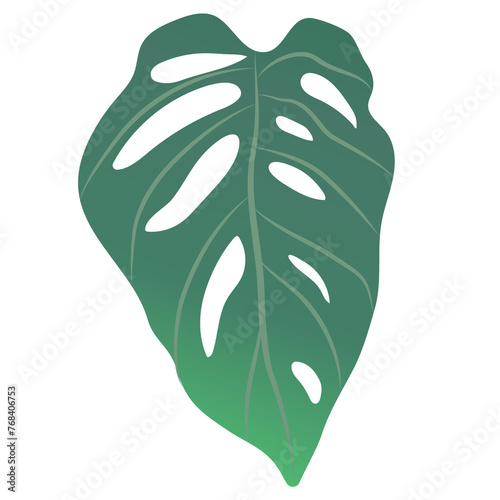 Monstera leaves isolated on transparency background ep08 photo