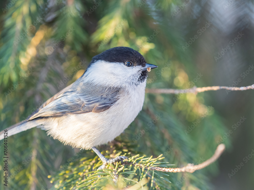 Fototapeta premium Cute bird the willow tit, song bird sitting on the fir branch