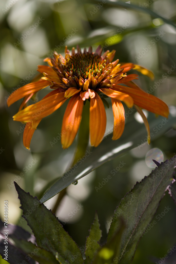 Coneflower Hot Papaya. Echinacea purpurea Coneflower Hot Papaya. Echinacea purpurea